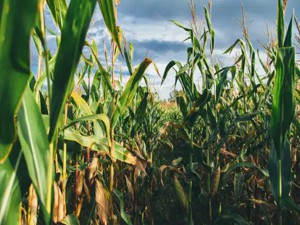 Corn fields in central Iowa